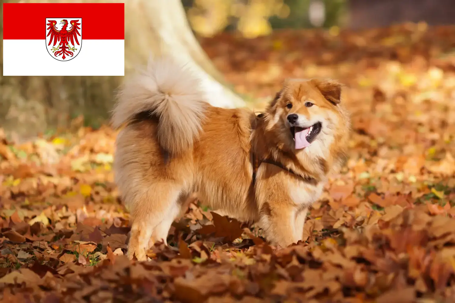 Scopri di più sull'articolo Allevatori di Elo e cuccioli a Brandeburgo