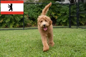 Scopri di più sull'articolo Allevatori di Goldendoodle e cuccioli a Berlino