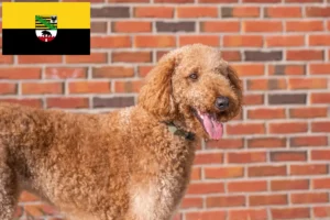 Scopri di più sull'articolo Allevatori di Goldendoodle e cuccioli in Sassonia-Anhalt