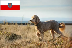 Scopri di più sull'articolo Allevatori di Goldendoodle e cuccioli in Turingia