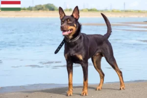 Scopri di più sull'articolo Allevatori di Kelpie australiani e cuccioli in Ungheria