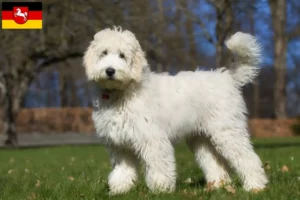 Scopri di più sull'articolo Allevatori di Labradoodle australiani e cuccioli in Bassa Sassonia