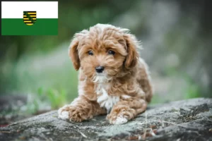 Scopri di più sull'articolo Allevatori di Maltipoo e cuccioli in Sassonia