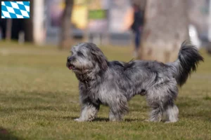 Scopri di più sull'articolo Allevatori e cuccioli di Gos d’Atura Catalá in Baviera