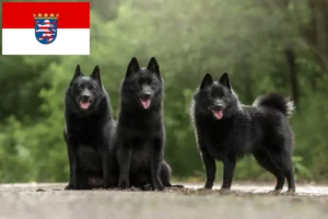 Scopri di più sull'articolo Allevatori di Schipperke e cuccioli in Assia