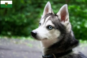 Scopri di più sull'articolo Allevatore di Alaskan Klee Kai e cuccioli in Sassonia