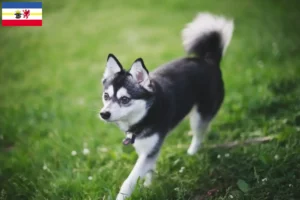 Scopri di più sull'articolo Allevatori di Alaskan Klee Kai e cuccioli in Meclemburgo-Pomerania Anteriore