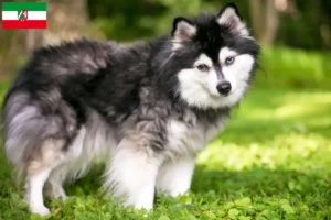 Scopri di più sull'articolo Allevatori di Alaskan Klee Kai e cuccioli in Nord Reno-Westfalia