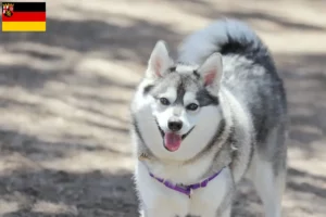 Scopri di più sull'articolo Allevatori di Alaskan Klee Kai e cuccioli in Renania-Palatinato