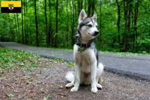 Scopri di più sull'articolo Allevatori e cuccioli di Alaskan Klee Kai in Sassonia-Anhalt