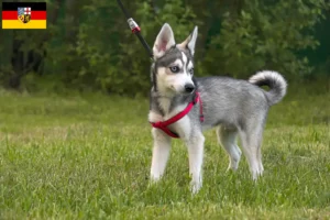 Scopri di più sull'articolo Allevatore di Alaskan Klee Kai e cuccioli in Saarland