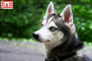 Scopri di più sull'articolo Allevatore di Alaskan Klee Kai e cuccioli a Brema