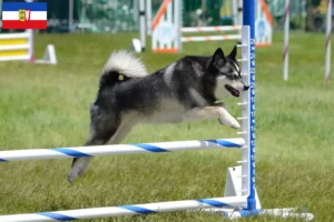 Scopri di più sull'articolo Allevatori di Alaskan Klee Kai e cuccioli in Schleswig-Holstein