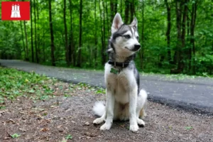 Scopri di più sull'articolo Allevatore di Alaskan Klee Kai e cuccioli ad Amburgo