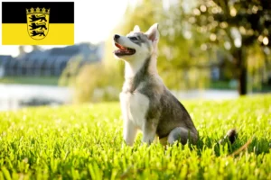 Scopri di più sull'articolo Allevatori di Alaskan Klee Kai e cuccioli in Baden-Württemberg