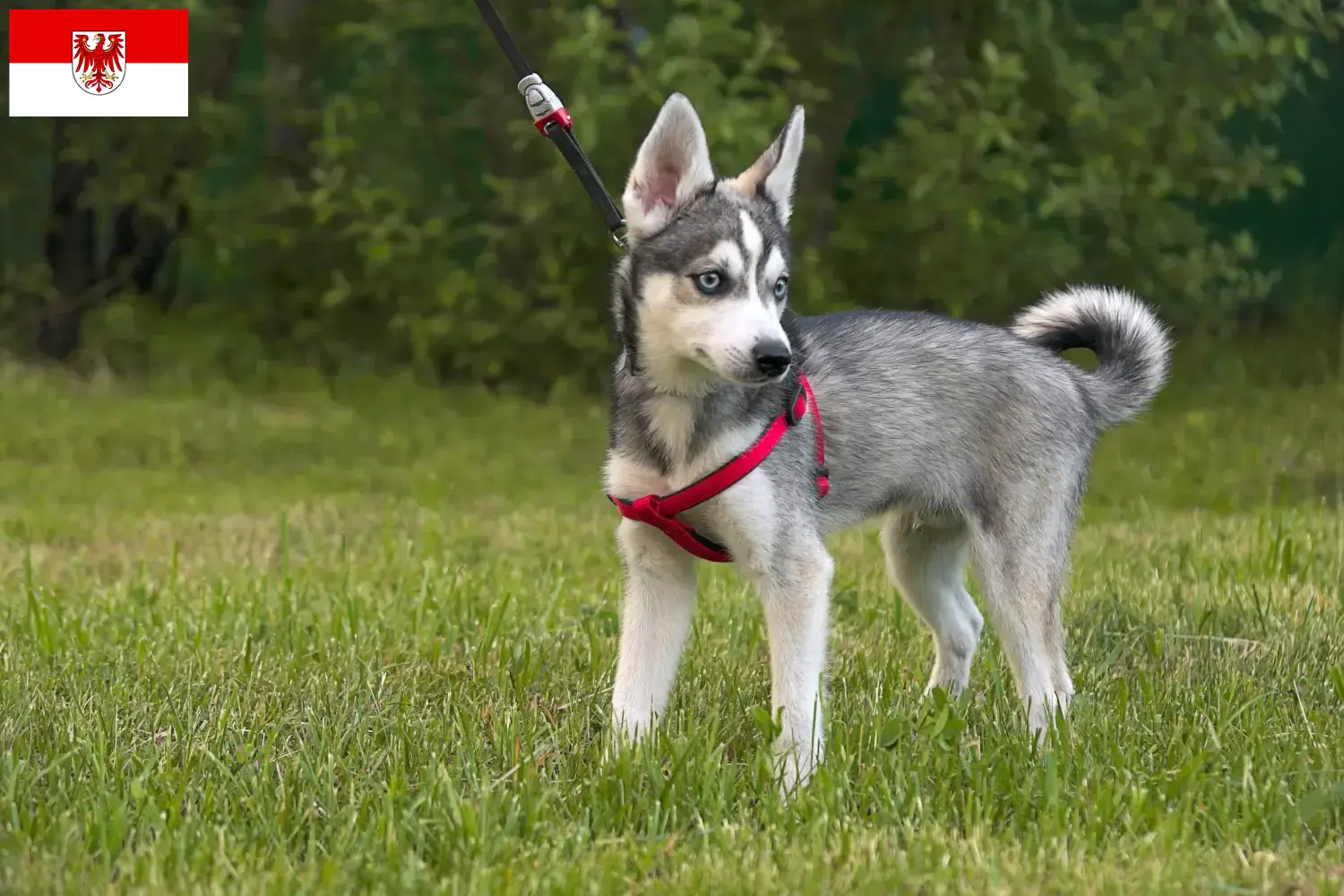 Scopri di più sull'articolo Allevatore di Alaskan Klee Kai e cuccioli a Brandenburg