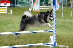 Scopri di più sull'articolo Allevatore di Alaskan Klee Kai e cuccioli in Hessen