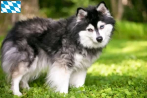 Scopri di più sull'articolo Allevatore di Alaskan Klee Kai e cuccioli in Baviera