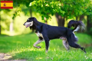 Scopri di più sull'articolo Allevatori e cuccioli di Saluki in Spagna