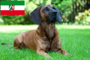 Scopri di più sull'articolo Allevatori di Hannoverscher Schweißhund e cuccioli in Nordreno-Vestfalia