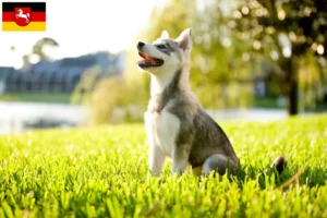 Scopri di più sull'articolo Allevatore di Alaskan Klee Kai e cuccioli in Bassa Sassonia