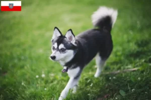 Scopri di più sull'articolo Allevatore di Alaskan Klee Kai e cuccioli in Turingia