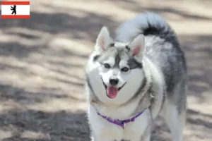 Scopri di più sull'articolo Allevatore di Alaskan Klee Kai e cuccioli a Berlino