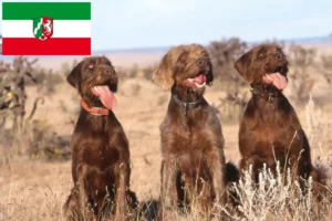 Scopri di più sull'articolo Allevatori di Pudelpointer e cuccioli in Nord Reno-Westfalia