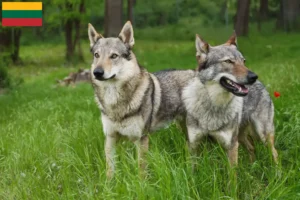 Scopri di più sull'articolo Allevatore di cani lupo cecoslovacchi e cuccioli in Lituania