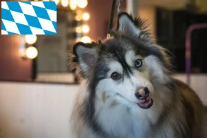 Scopri di più sull'articolo Allevatori e cuccioli di Pomsky in Baviera