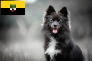 Scopri di più sull'articolo Allevatori e cuccioli di Pomsky in Sassonia-Anhalt