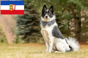 Scopri di più sull'articolo Allevatori di Pomsky e cuccioli in Schleswig-Holstein