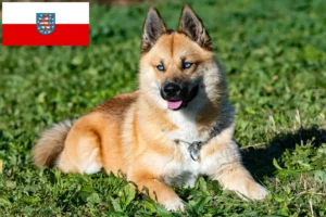 Scopri di più sull'articolo Allevatori di Pomsky e cuccioli in Turingia