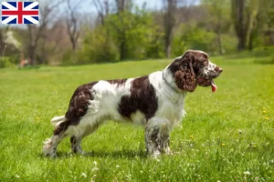 Scopri di più sull'articolo Allevatori di Springer Spaniel Inglese e cuccioli in Gran Bretagna