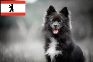 Scopri di più sull'articolo Allevatori di Pomsky e cuccioli a Berlino