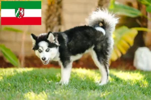 Scopri di più sull'articolo Allevatori di Pomsky e cuccioli in Nord Reno-Westfalia