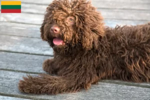 Scopri di più sull'articolo Allevatori di Perro de Agua Español e cuccioli in Lituania