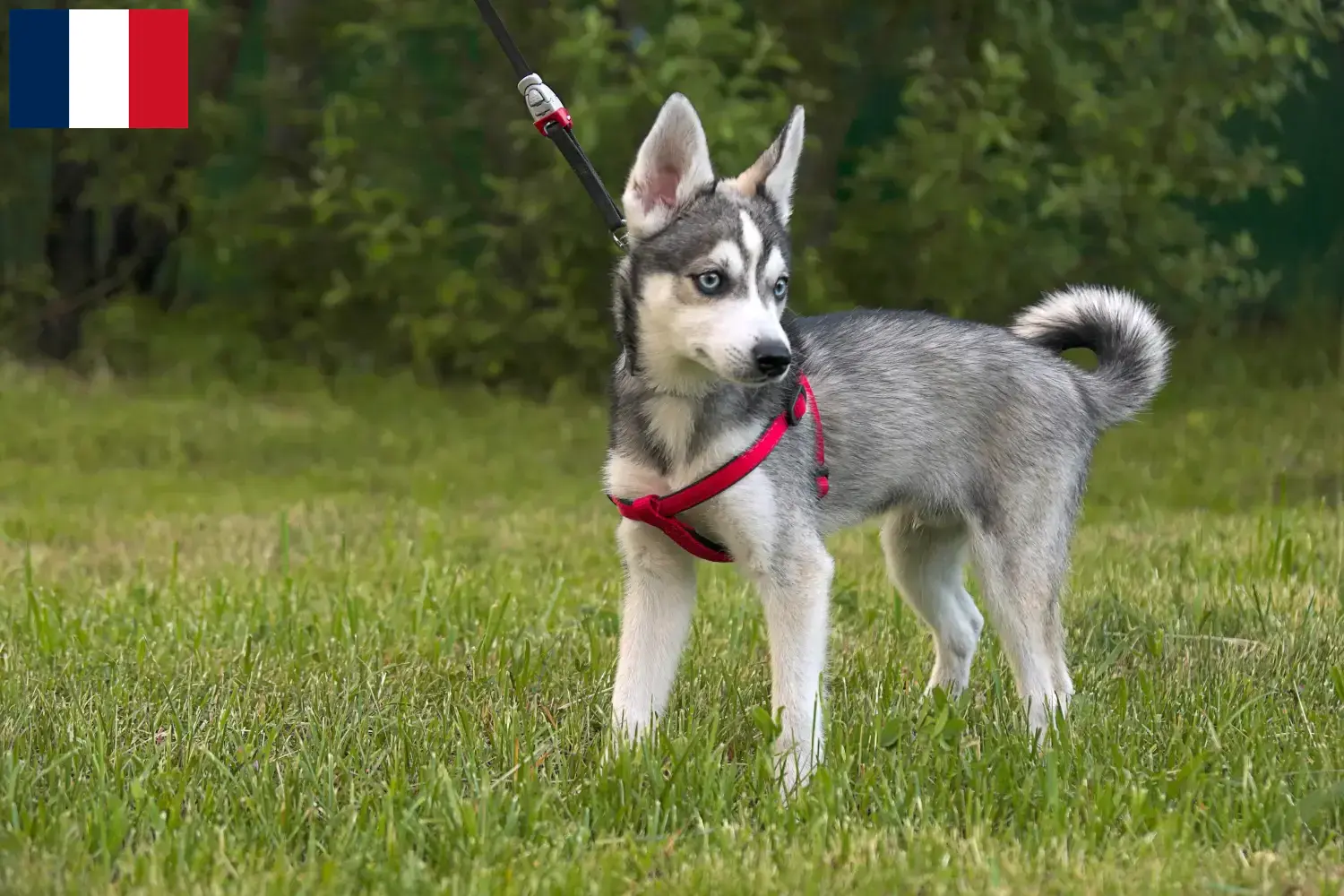 Scopri di più sull'articolo Allevatori e cuccioli di Alaskan Klee Kai in Francia