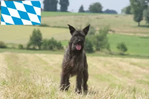 Scopri di più sull'articolo Allevatori di Bouvier des Ardennes e cuccioli in Baviera