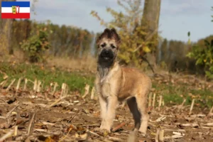 Scopri di più sull'articolo Allevatori di Bouvier des Ardennes e cuccioli in Schleswig-Holstein