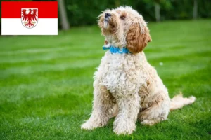 Scopri di più sull'articolo Allevatori di Cockapoo e cuccioli a Brandeburgo