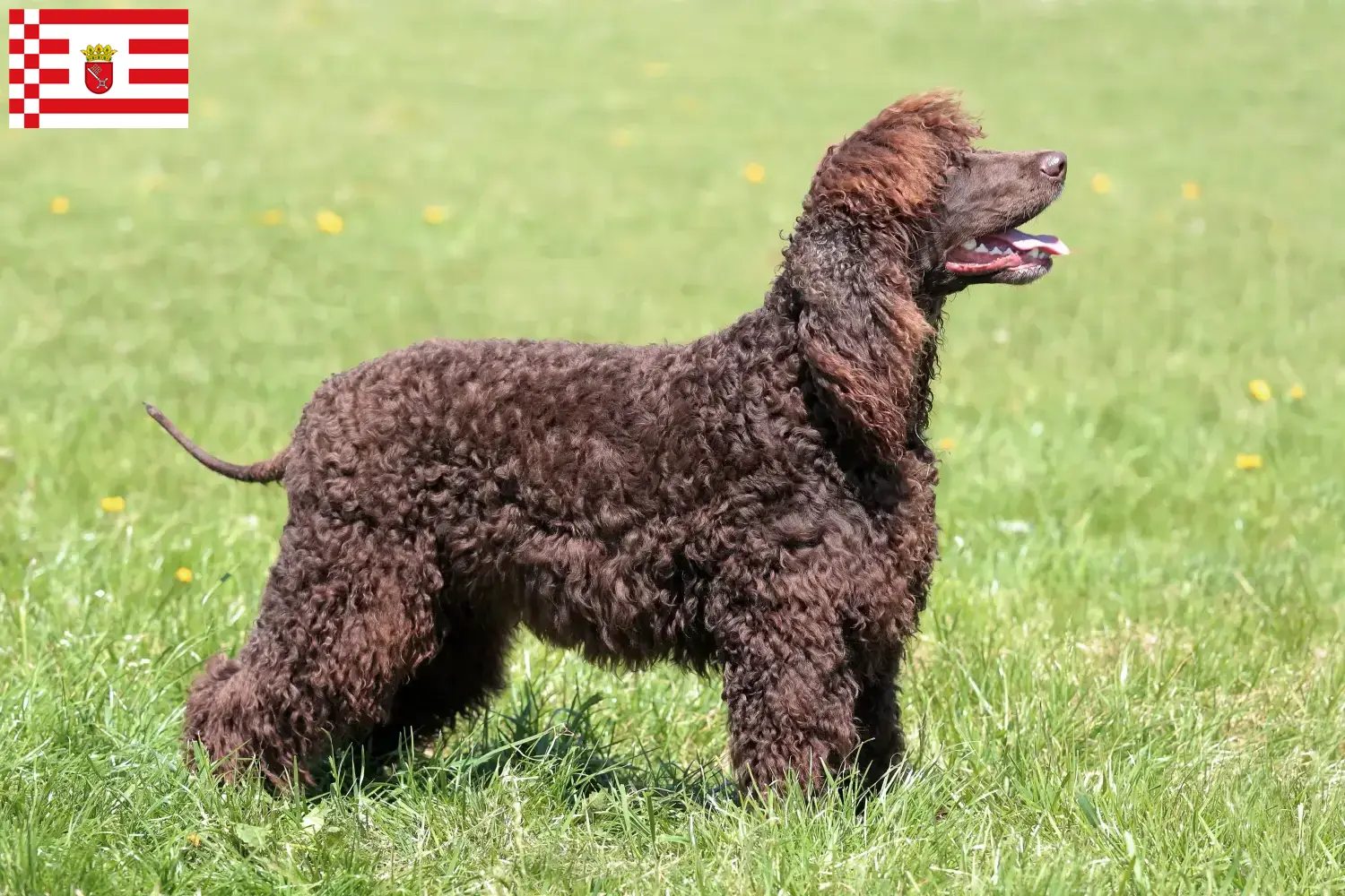 Scopri di più sull'articolo Allevatori di Irish Water Spaniel e cuccioli a Brema