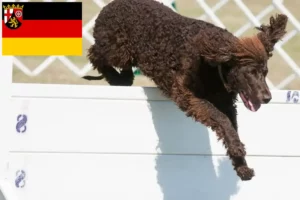 Scopri di più sull'articolo Allevatori di Irish Water Spaniel e cuccioli in Renania-Palatinato