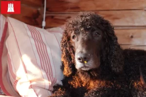 Scopri di più sull'articolo Allevatori di Irish Water Spaniel e cuccioli a Amburgo