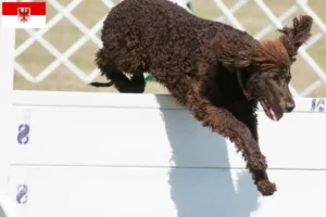 Scopri di più sull'articolo Allevatori di Irish Water Spaniel e cuccioli a Brandenburg