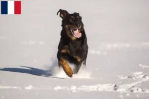 Scopri di più sull'articolo Allevatori di Berger d’Auvergne e cuccioli in Francia