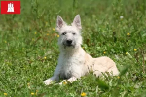 Scopri di più sull'articolo Allevatori di Bouvier des Ardennes e cuccioli a Amburgo