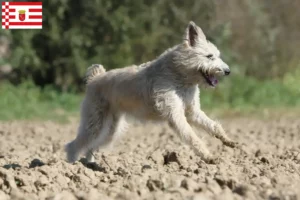 Scopri di più sull'articolo Allevatori di Bouvier des Ardennes e cuccioli a Brema