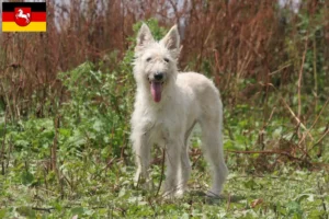 Scopri di più sull'articolo Allevatori di Bouvier des Ardennes e cuccioli in Bassa Sassonia