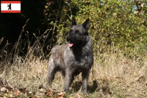 Scopri di più sull'articolo Allevatori di Bouvier des Ardennes e cuccioli a Berlino